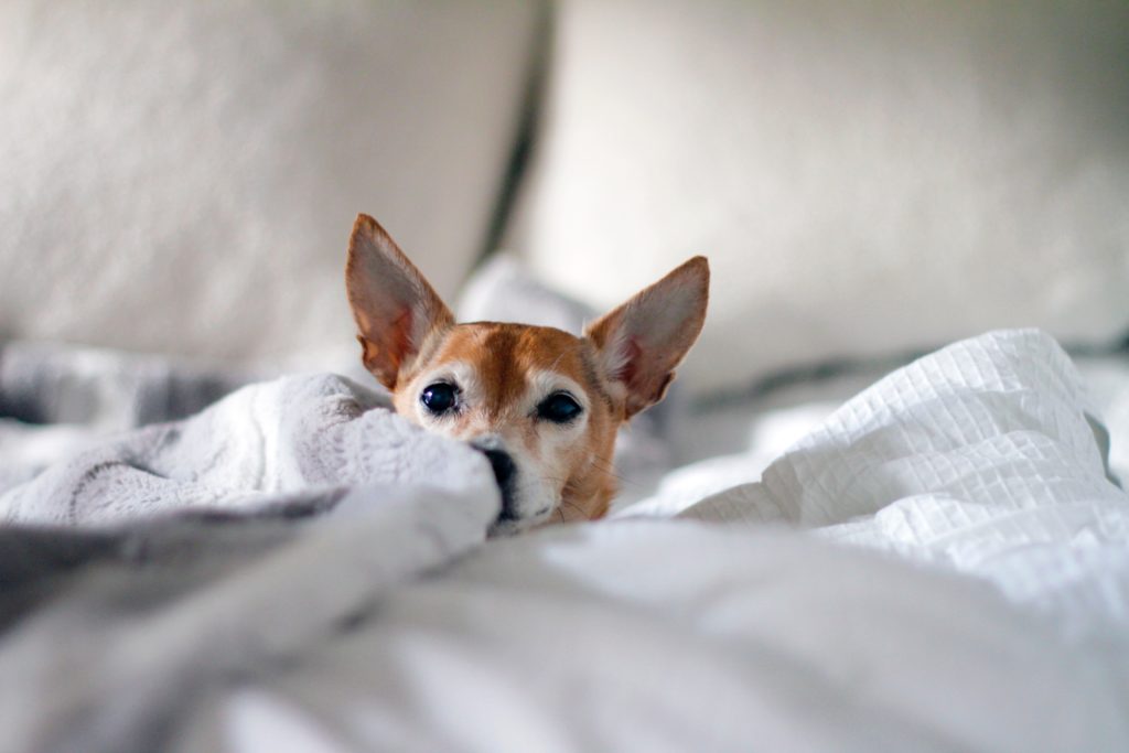 tan colored dog nestled in blankets